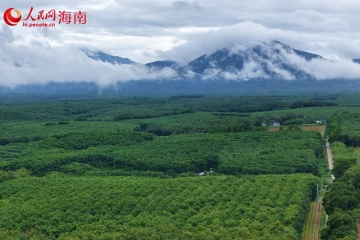 行进中国｜人机割胶“PK”记