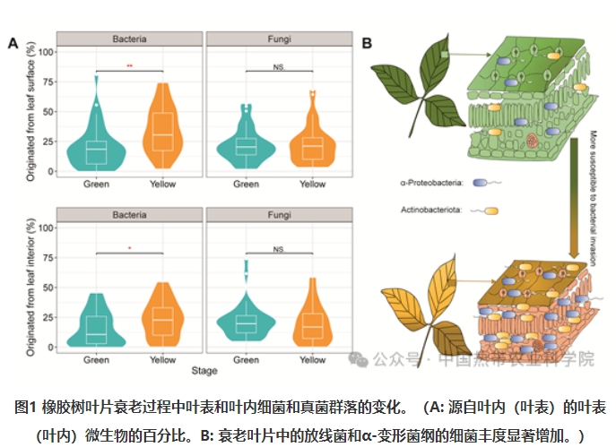中国热科院在揭示橡胶树叶片衰老过程中叶际微生物群落的组装机制及其在养分回流中的作用方面取得新进展(图2)