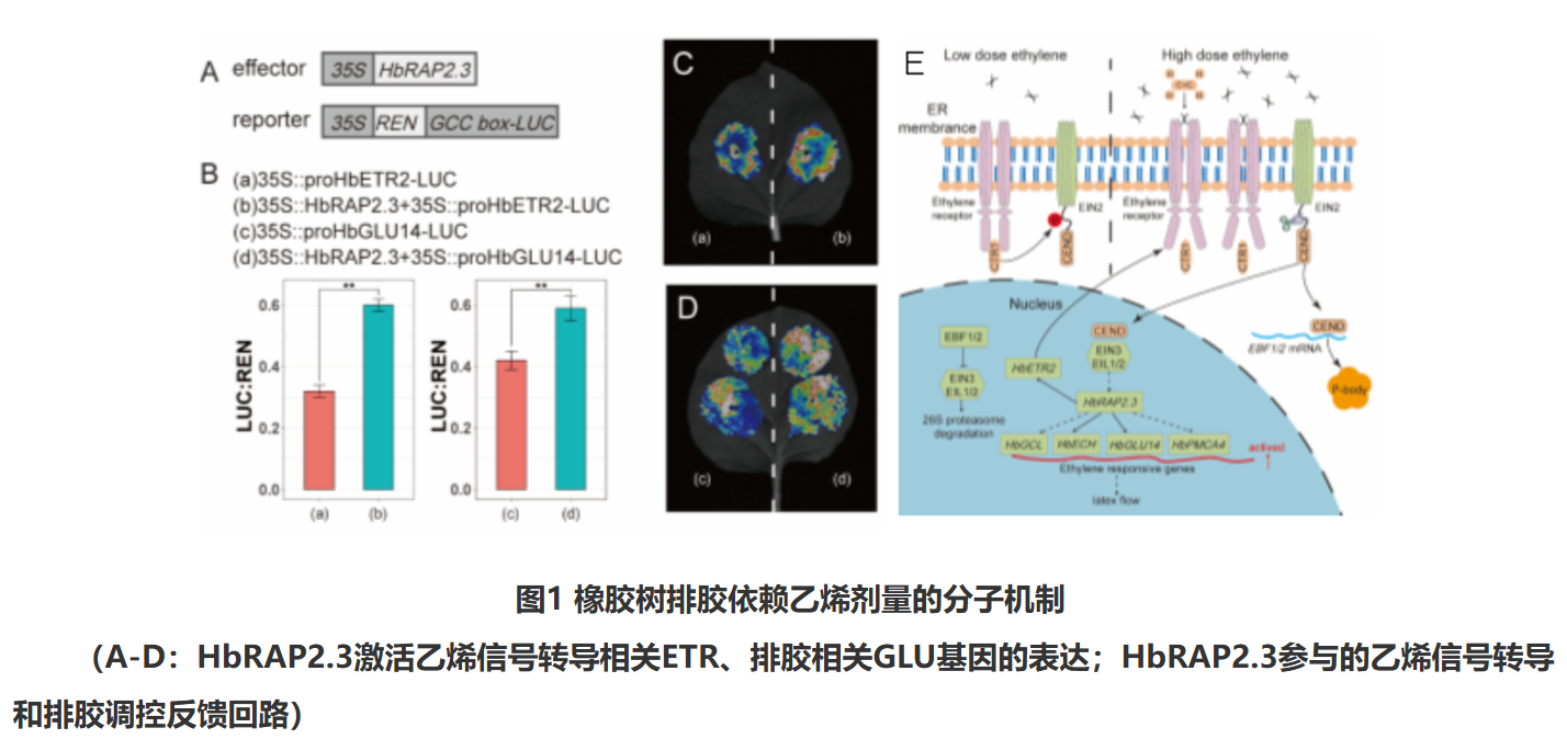 中国热科院研究揭示橡胶树排胶依赖乙烯剂量新机制(图1) 中国热科院研究揭示橡胶树排胶依赖乙烯剂量新机制(图1)