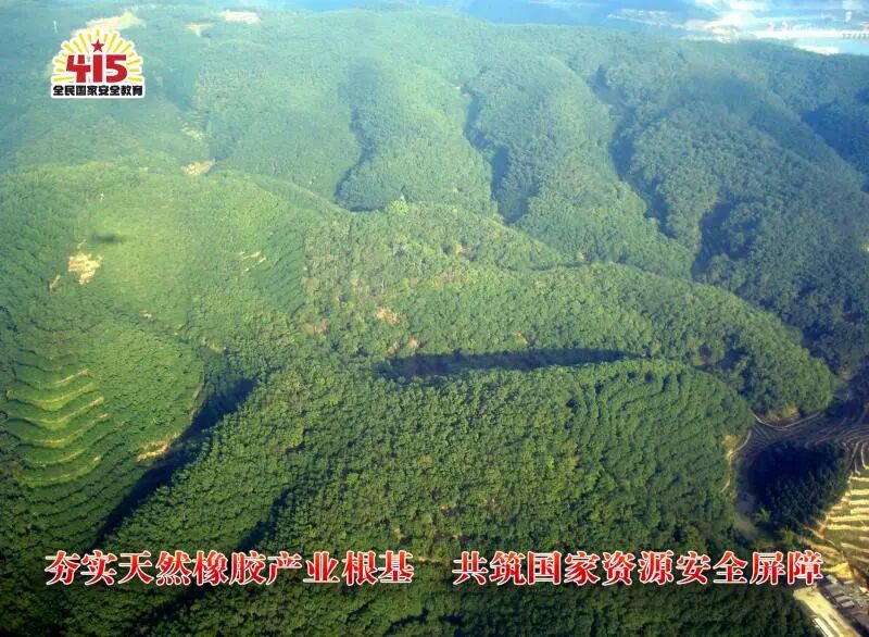 多措并举筑牢天然橡胶资源供给保障--我国天然橡胶产业高质量发展迈出坚实步伐(图1) 多措并举筑牢天然橡胶资源供给保障--我国天然橡胶产业高质量发展迈出坚实步伐(图1)