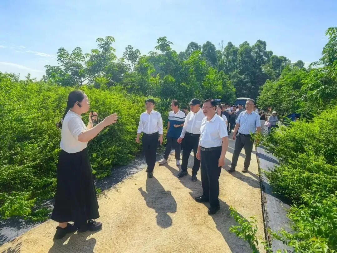 国家天然橡胶产业技术体系在茂名举办胶园林下经济技术推介暨现场观摩活动(图6)