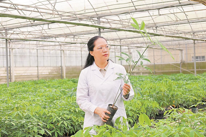 扎根胶林十三载,“田间博士”为国植胶(图1) 扎根胶林十三载,“田间博士”为国植胶(图1)