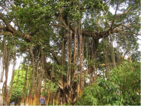 除了巴西三叶橡胶树,这六种植物也能产胶,你知道吗?(图3) 除了巴西三叶橡胶树,这六种植物也能产胶,你知道吗?(图3)