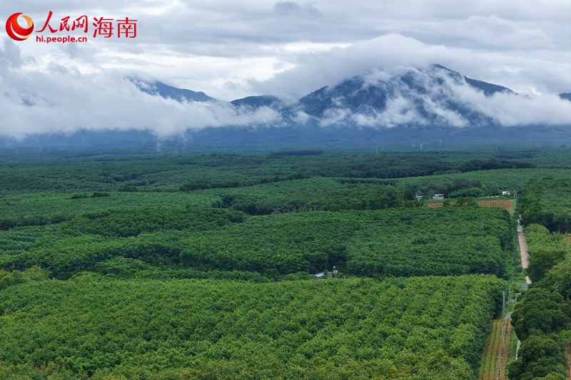 行进中国|人机割胶“PK”记(图1) 行进中国|人机割胶“PK”记(图1)