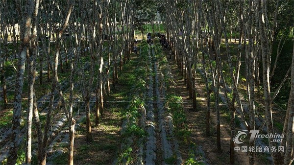 玲珑轮胎周令坤出席两湖对话 解读玲珑绿色供应链全景(图7) 玲珑轮胎周令坤出席两湖对话 解读玲珑绿色供应链全景(图7)
