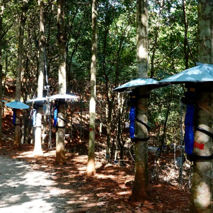 行业动态 | 西双版纳将开展首届智能割胶装备技术实测验证活动(图1) 行业动态 | 西双版纳将开展首届智能割胶装备技术实测验证活动(图1)
