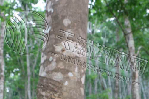 天然橡胶延续强势震荡 远期合约逼近两万(图1) 天然橡胶延续强势震荡 远期合约逼近两万(图1)
