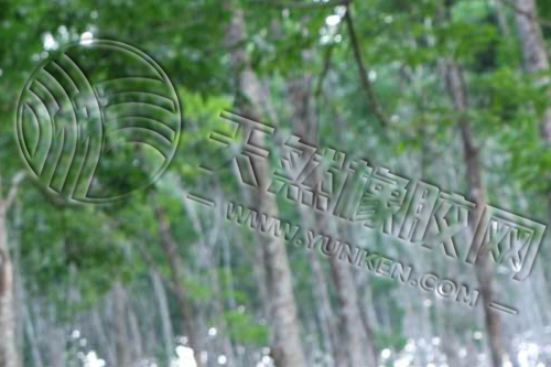 橡胶逼仓:一场还能持续多久的“多空对决”?(图1) 橡胶逼仓:一场还能持续多久的“多空对决”?(图1)