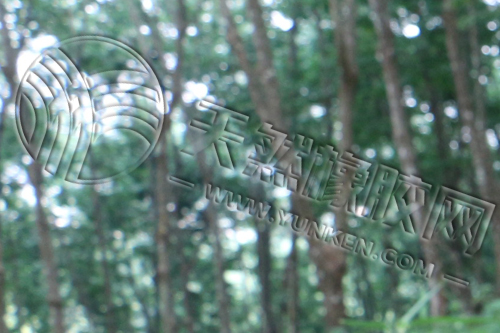 天然橡胶：托底动能减弱 盘面压力持续增大(图1)